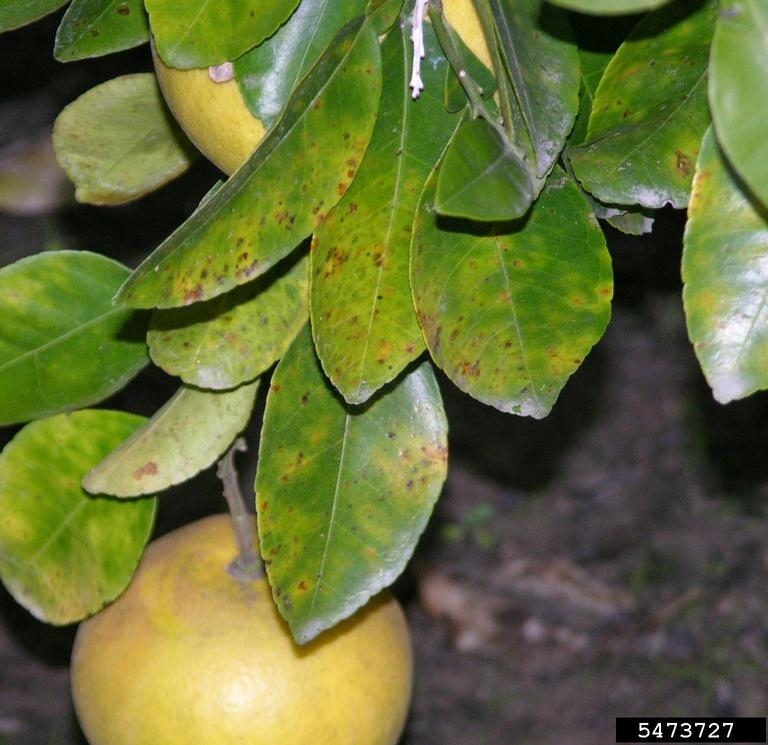citrus fruit tree diseases pictures