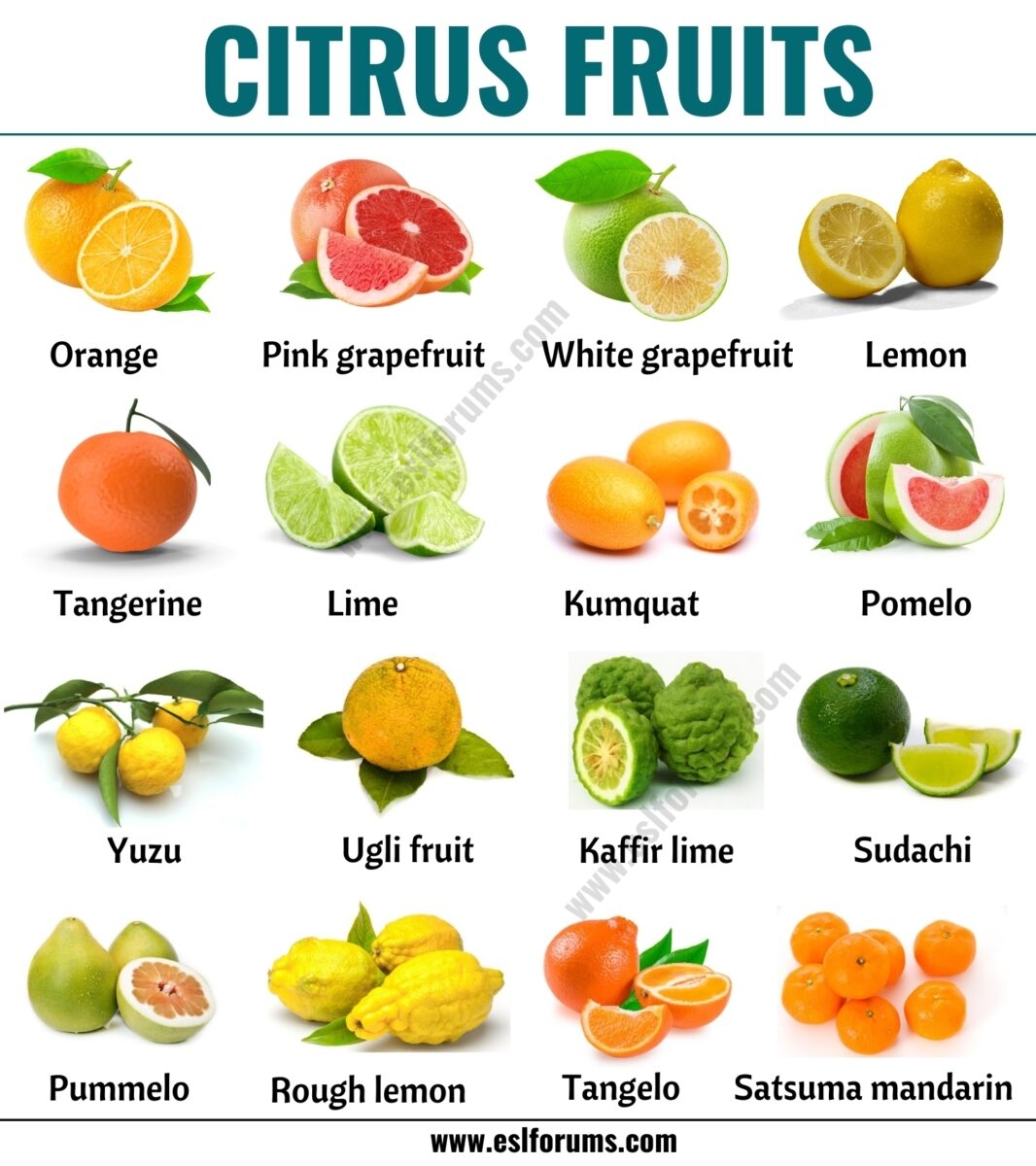 citrus fruits list with pictures