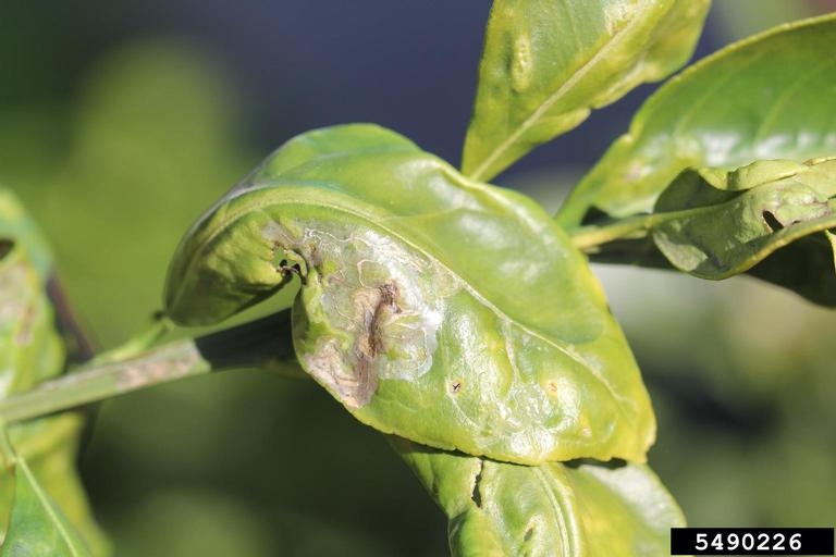Citrus Tree Diseases Anime Telegram