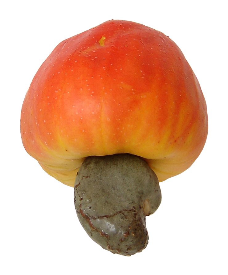 Collection Of Kasoy PNG PlusPNG