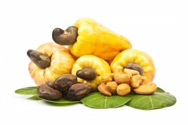 Collection Of Kasoy PNG PlusPNG