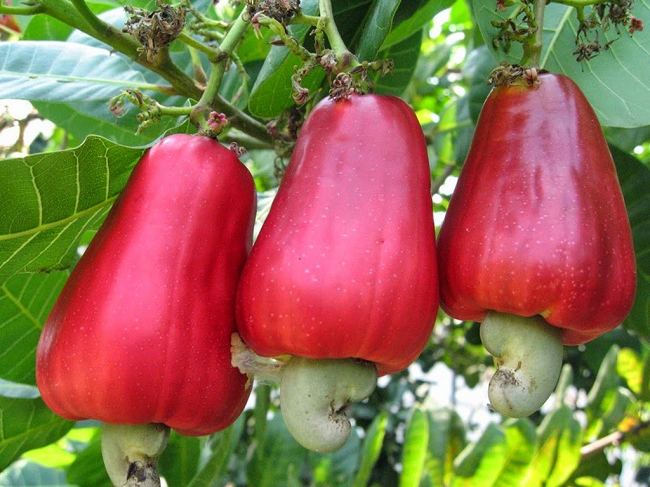 Collection Of Kasoy PNG PlusPNG
