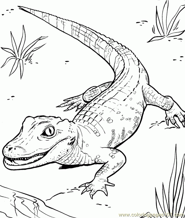 Coloring Pages Alligators Amphibians gt Alligators Free Printable 
