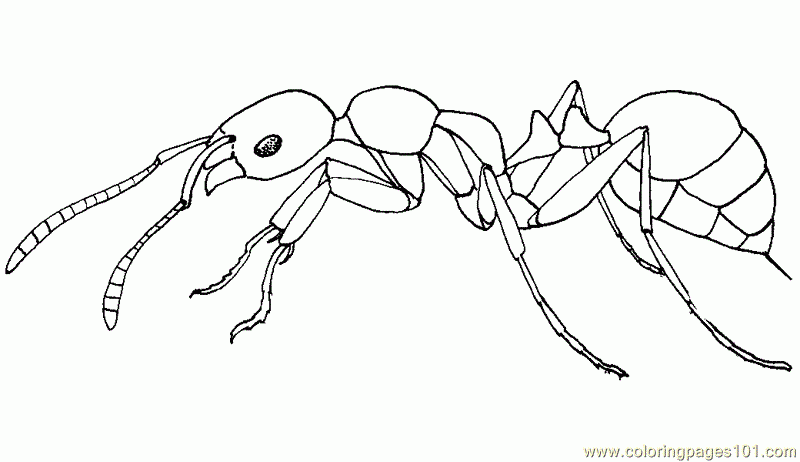 Coloring Pages Ants Insects gt Ants Free Printable Coloring Page Online