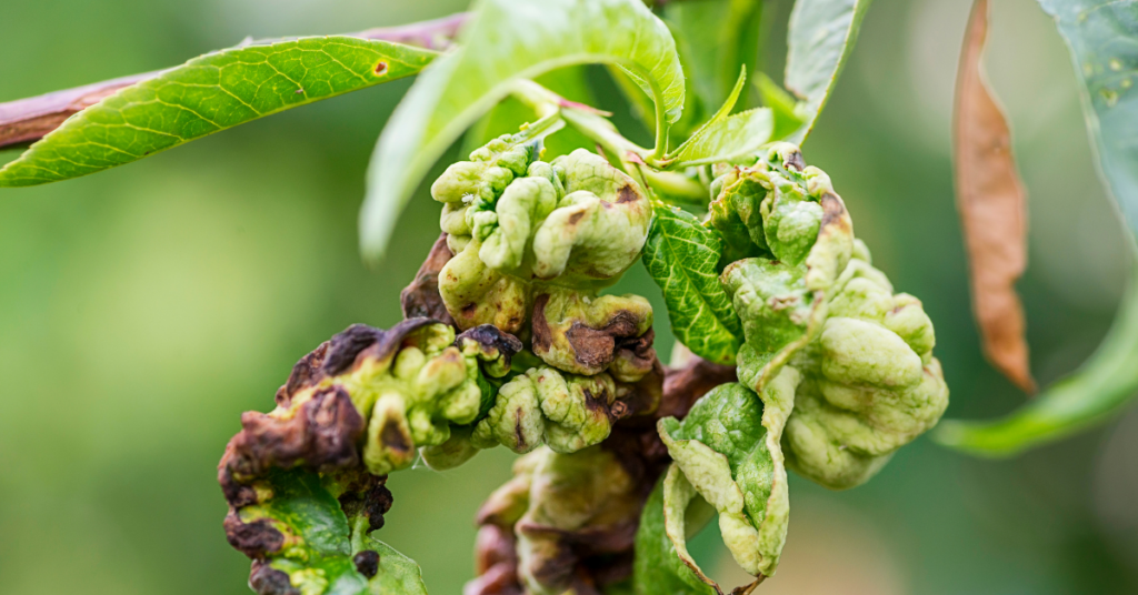 Common Fruit Tree Diseases An In Depth Guide Anchor Tree Service