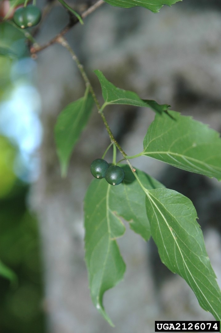 hackberry tree fruit pictures