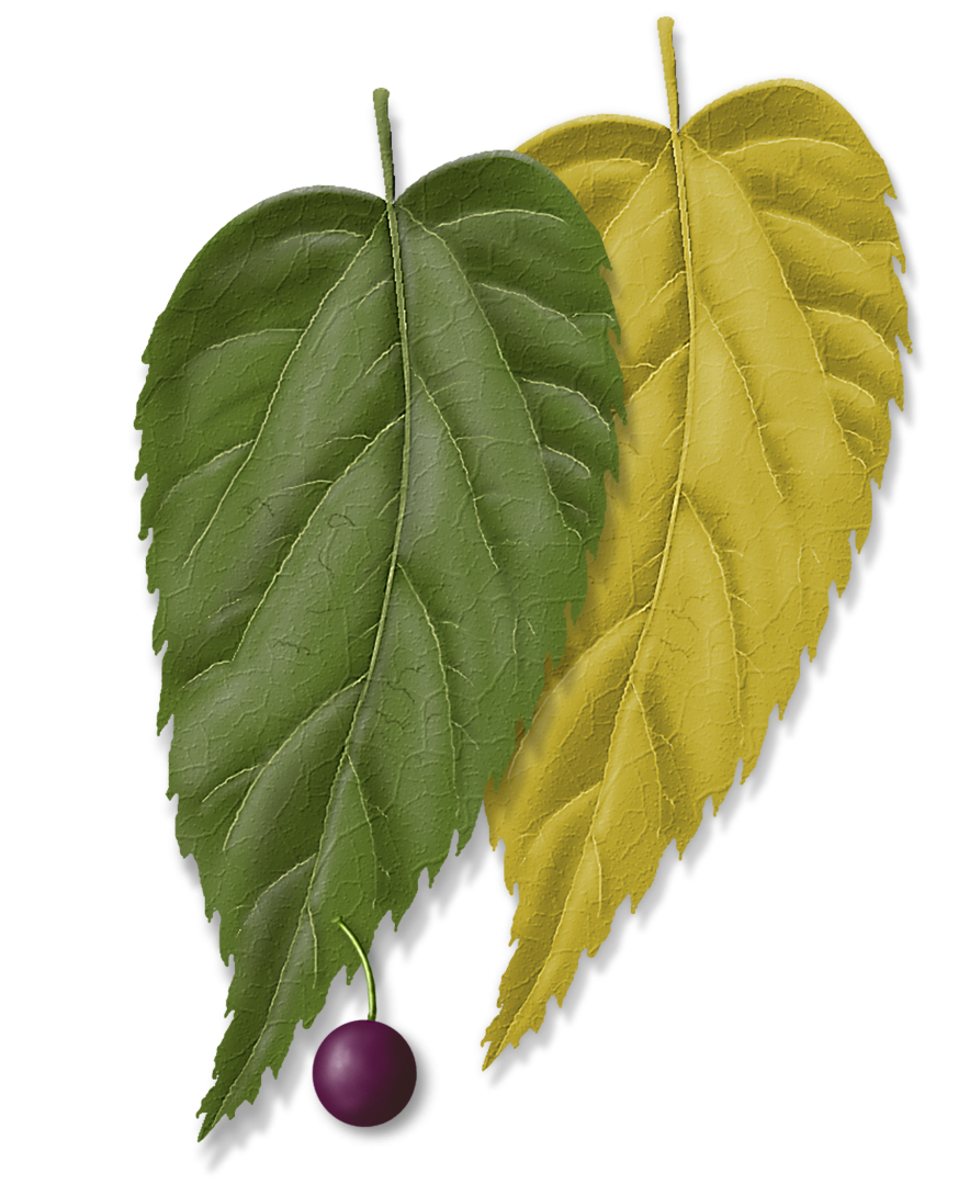 Common Hackberry Tree Montgomery