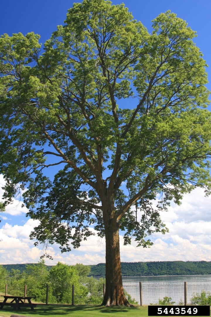 Common Hackberry Tree Montgomery