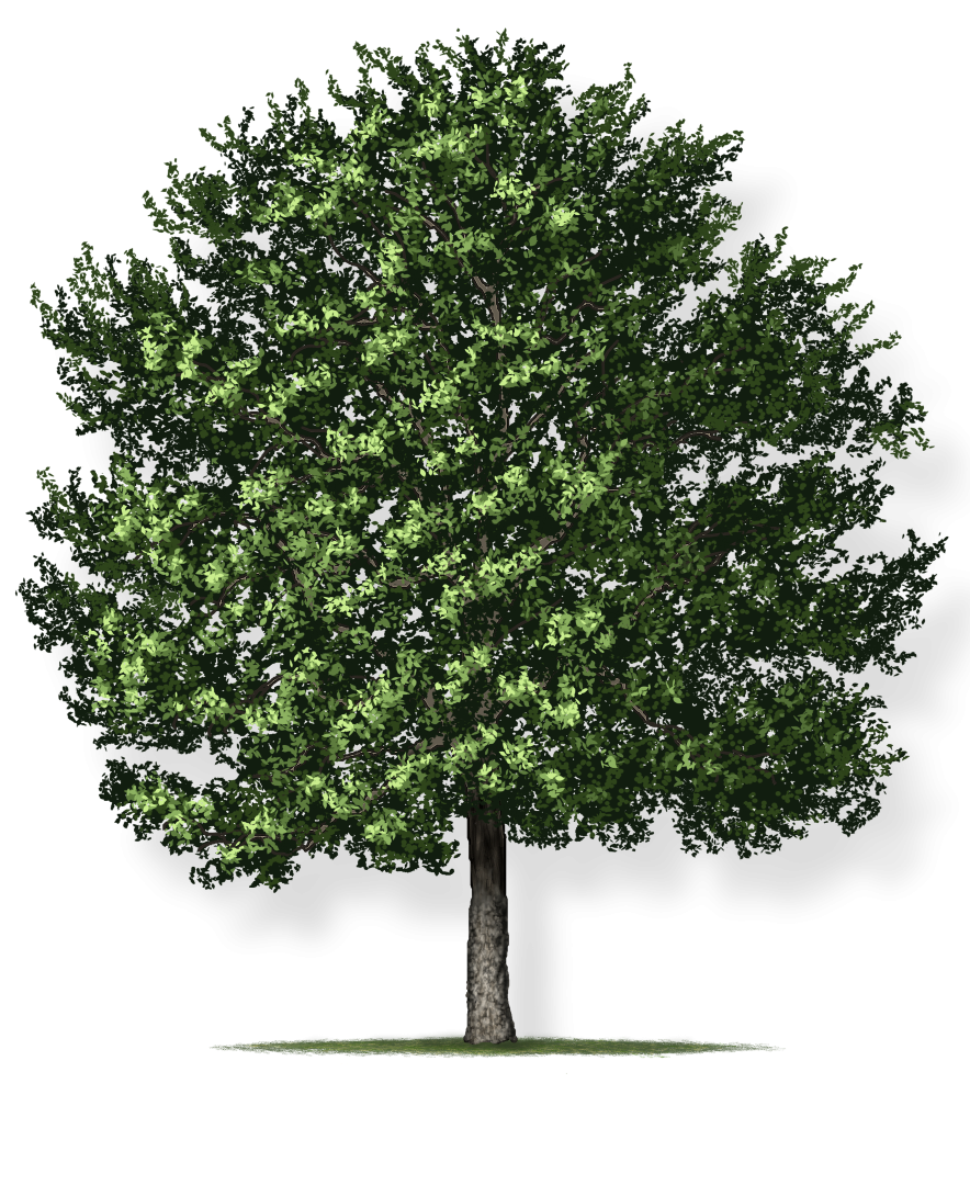 Common Hackberry Tree Montgomery