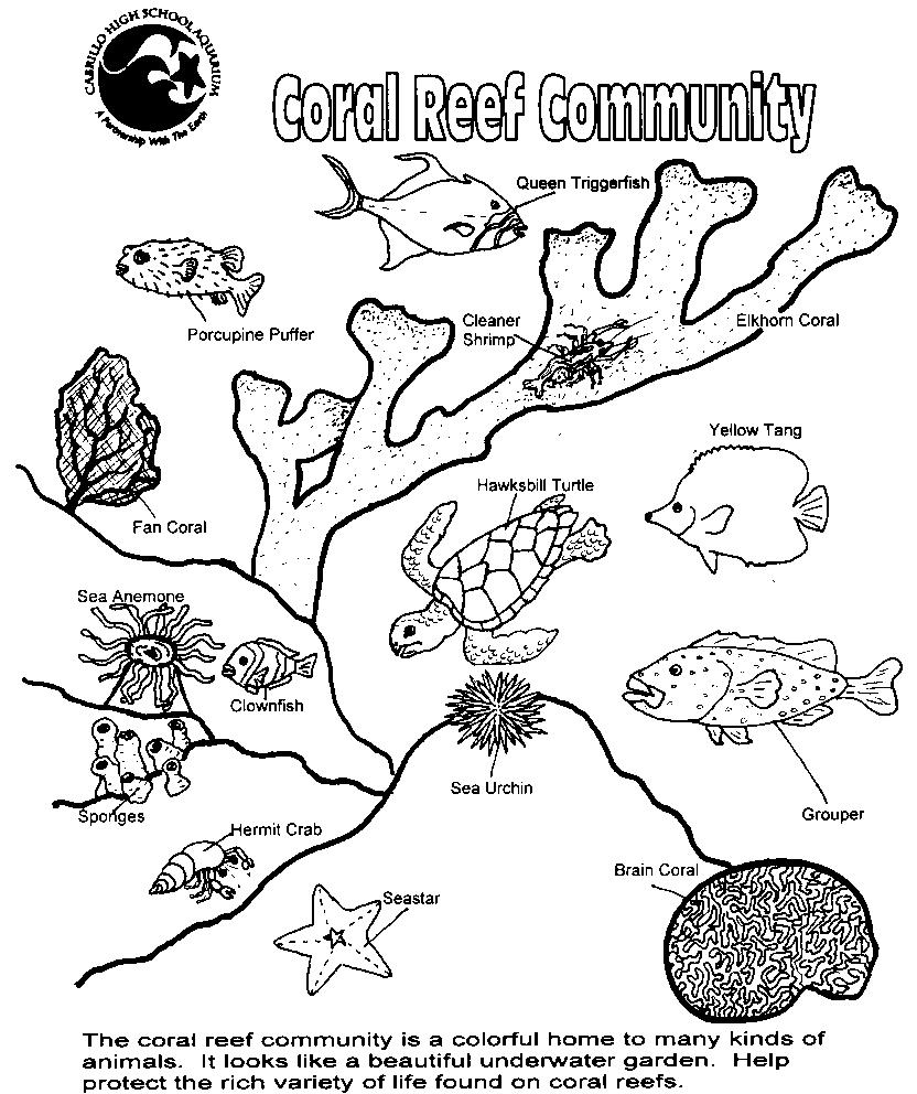 coral reef printable pictures