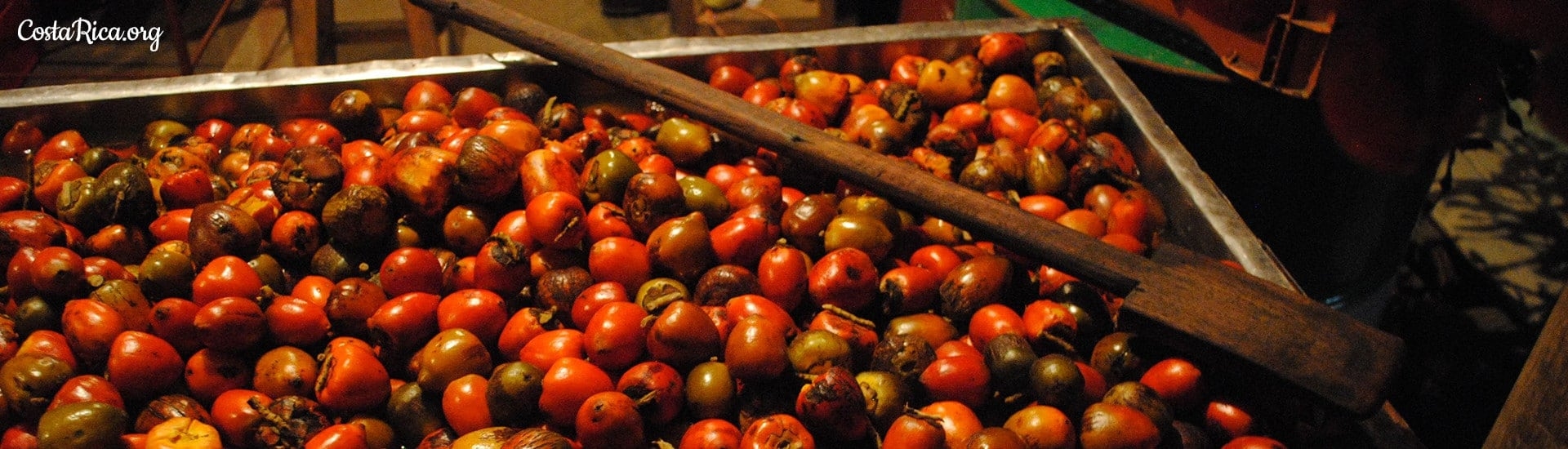 Costa Rica Fruits