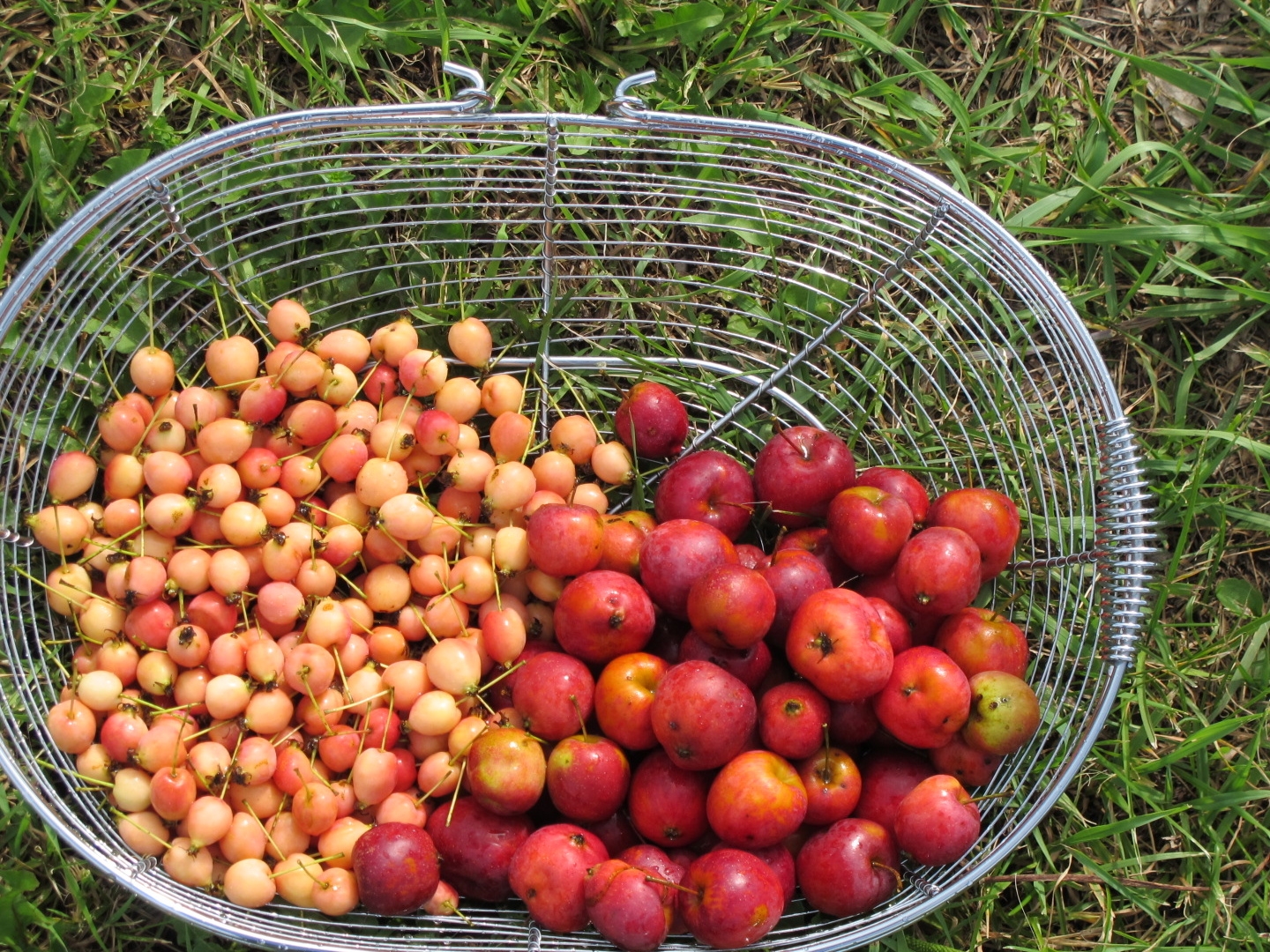 Crab Apple Variety Sandowfarm ca