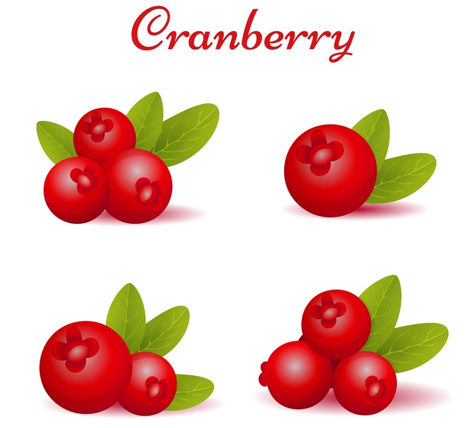 cranberries pictures fruit