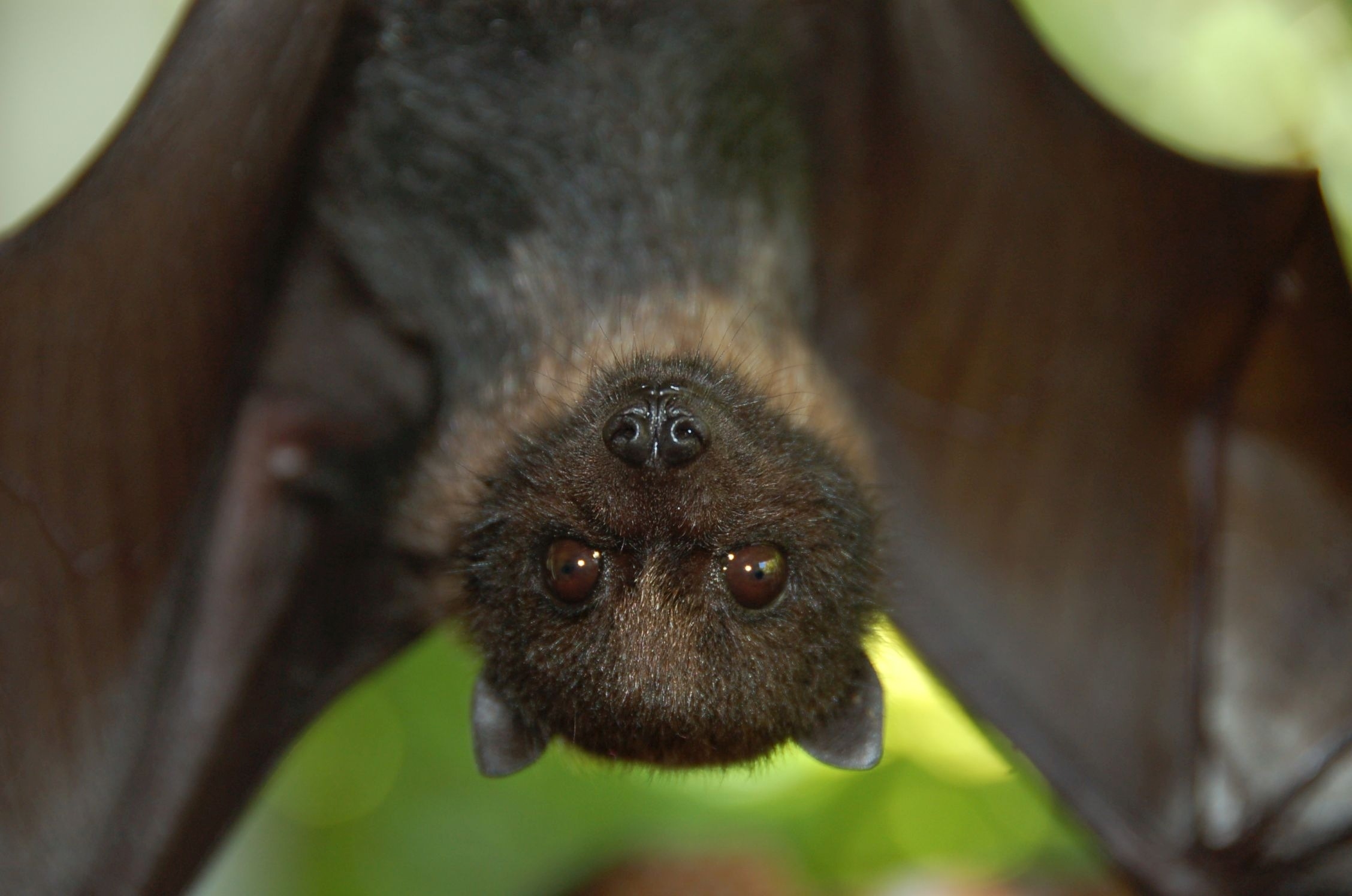 cute fruit bat pictures