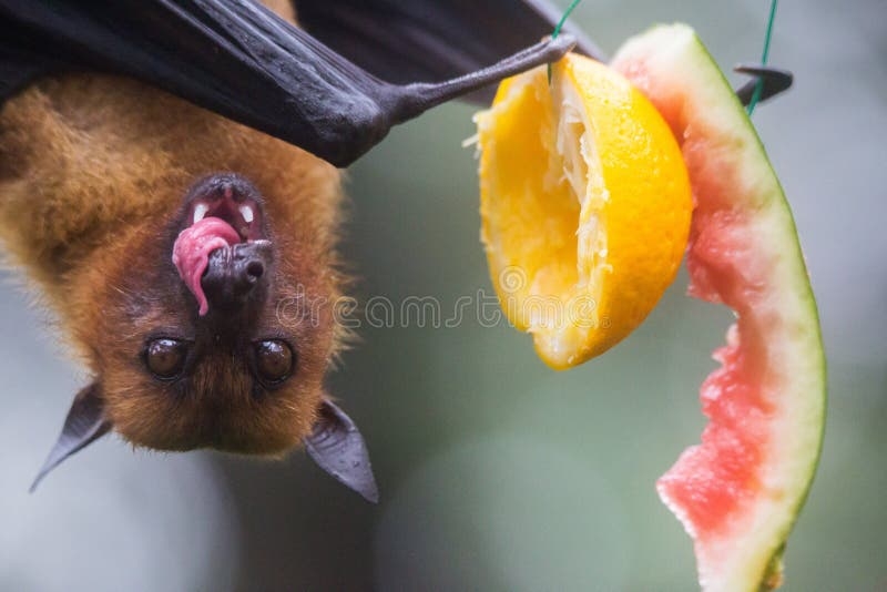 Cute Fruit Bat Eating Maanasthan