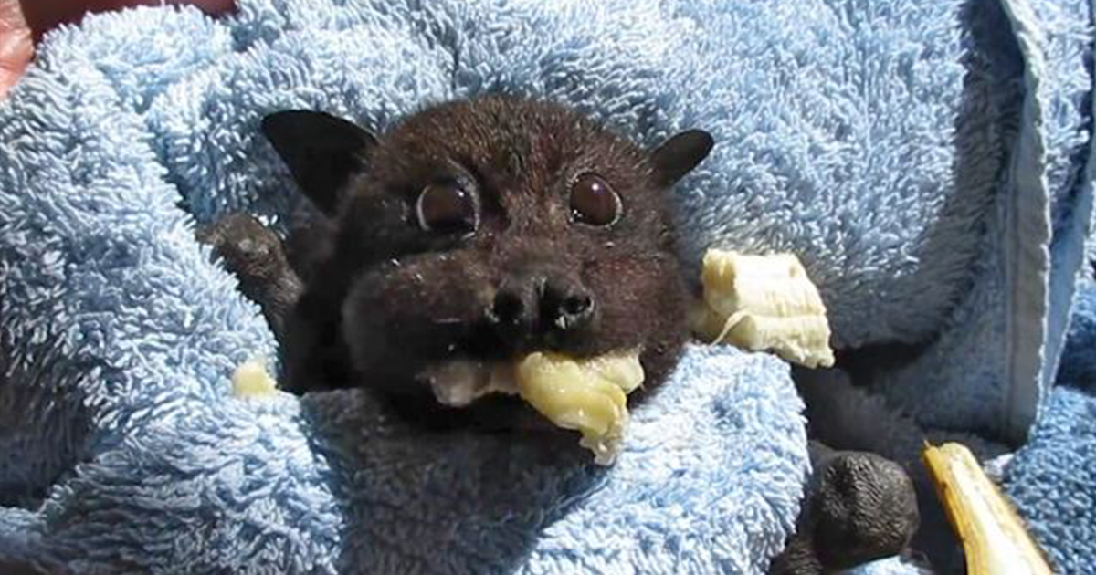 Cute Fruit Bat Eating Maanasthan