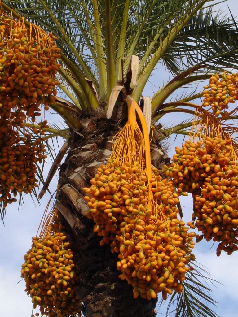 Date Fruit Near Me Shop Cheapest Www meesenburg kz