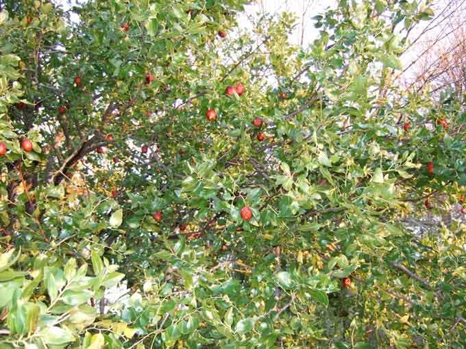 Date Fruit Tree