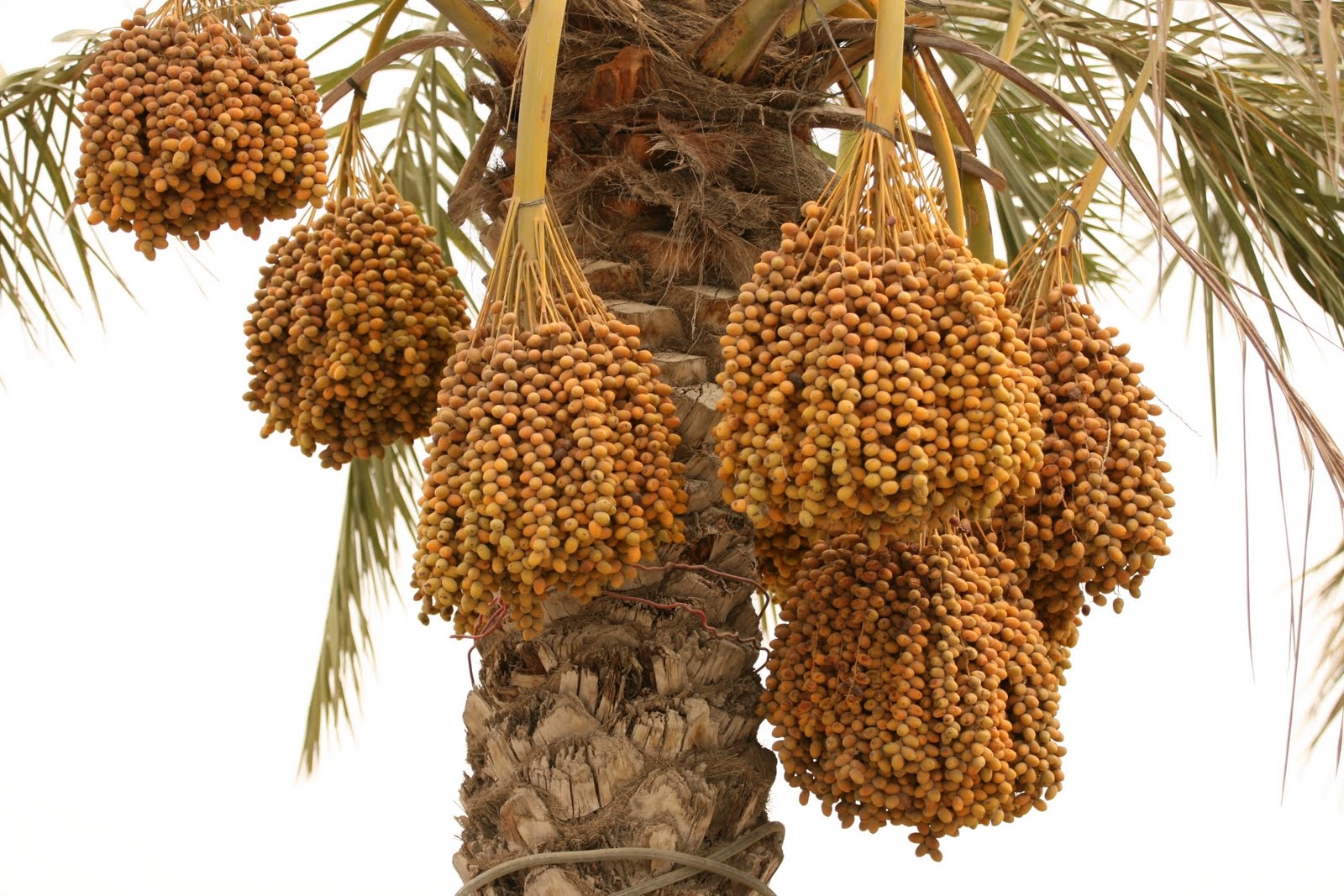 Date Fruit Tree