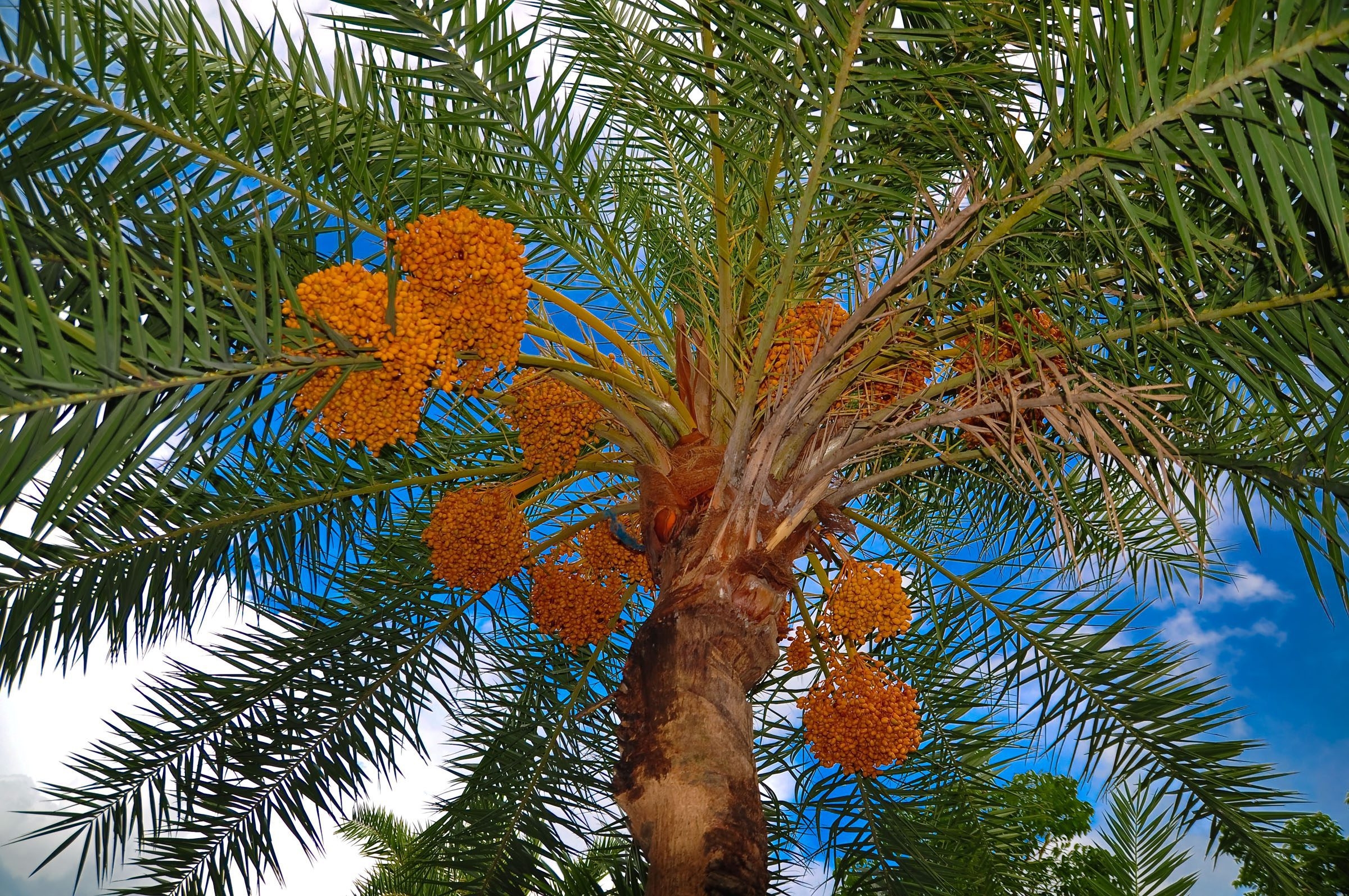 Date Palm The History Facts And Benefits Auscrops au