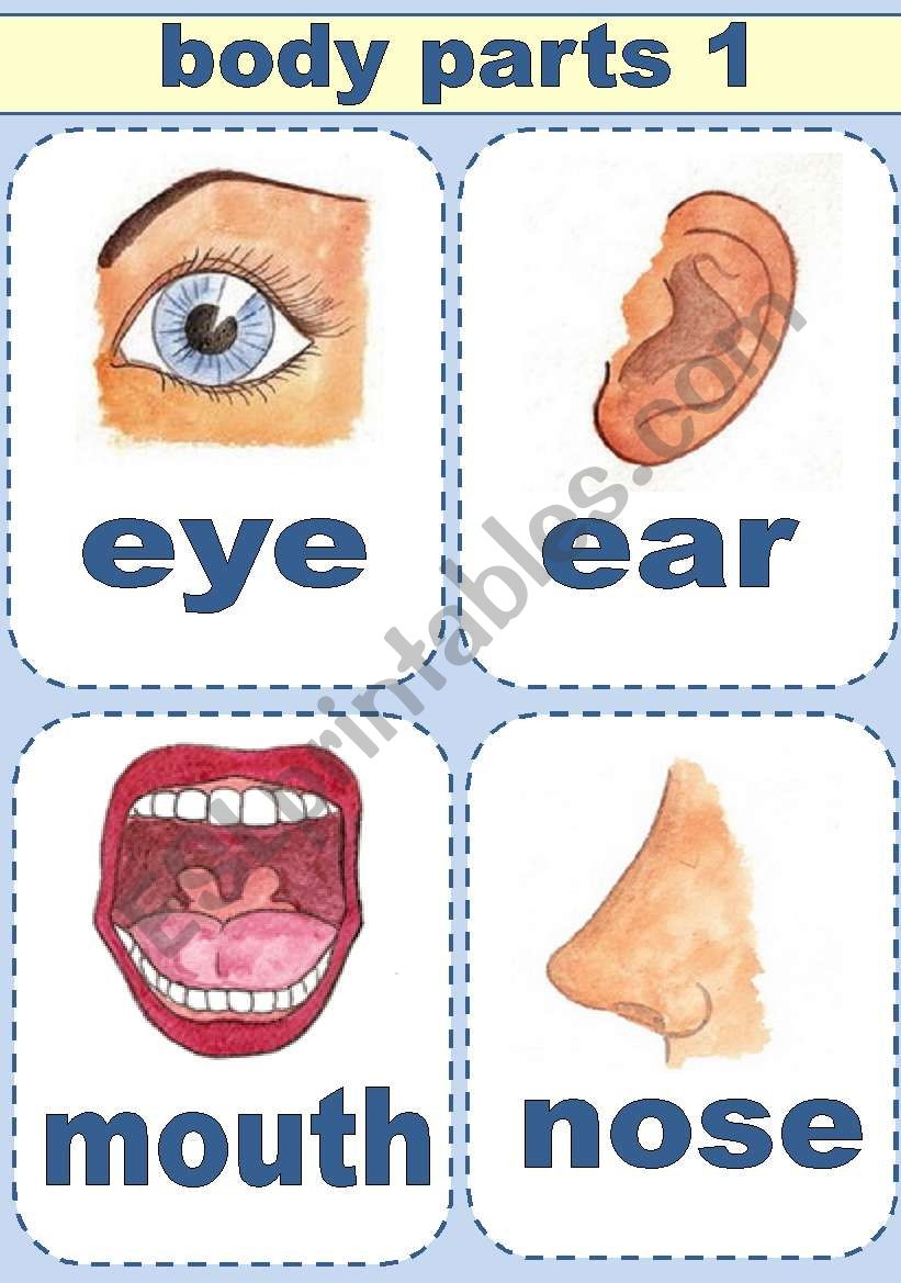 body parts pictures printable