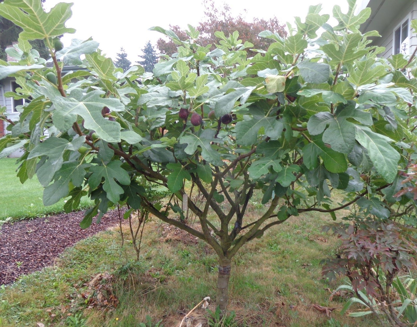 Die Besten 25 Fig Fruit Tree Ideen Auf Pinterest Kirsch Obstbaum