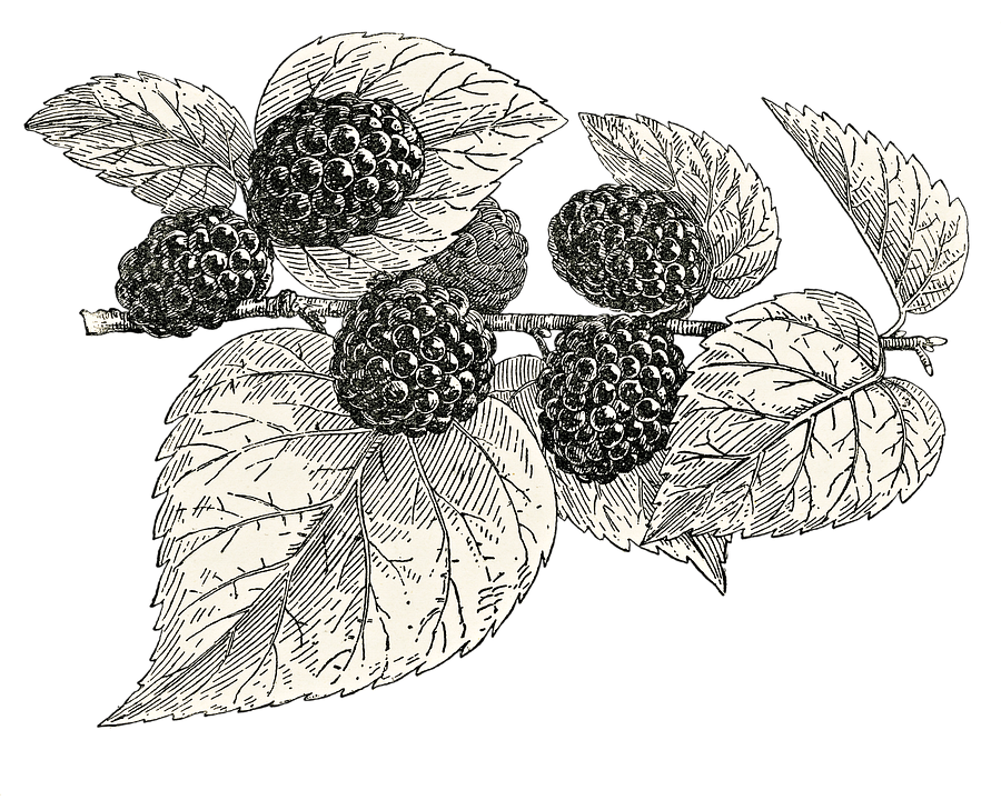 Download Mulberry Tree Fruit Royalty Free Stock Illustration Image