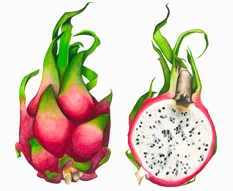 fruit picture drawing