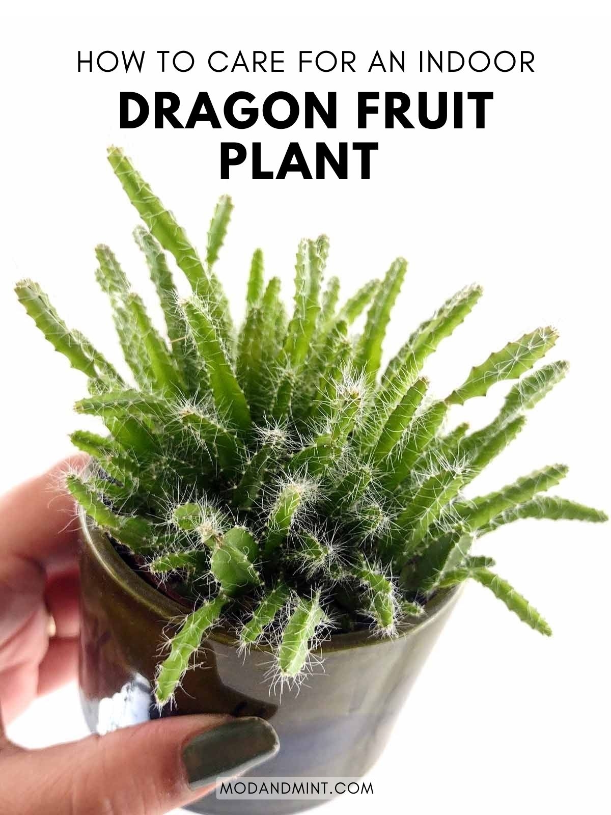 picture of dragon fruit plant