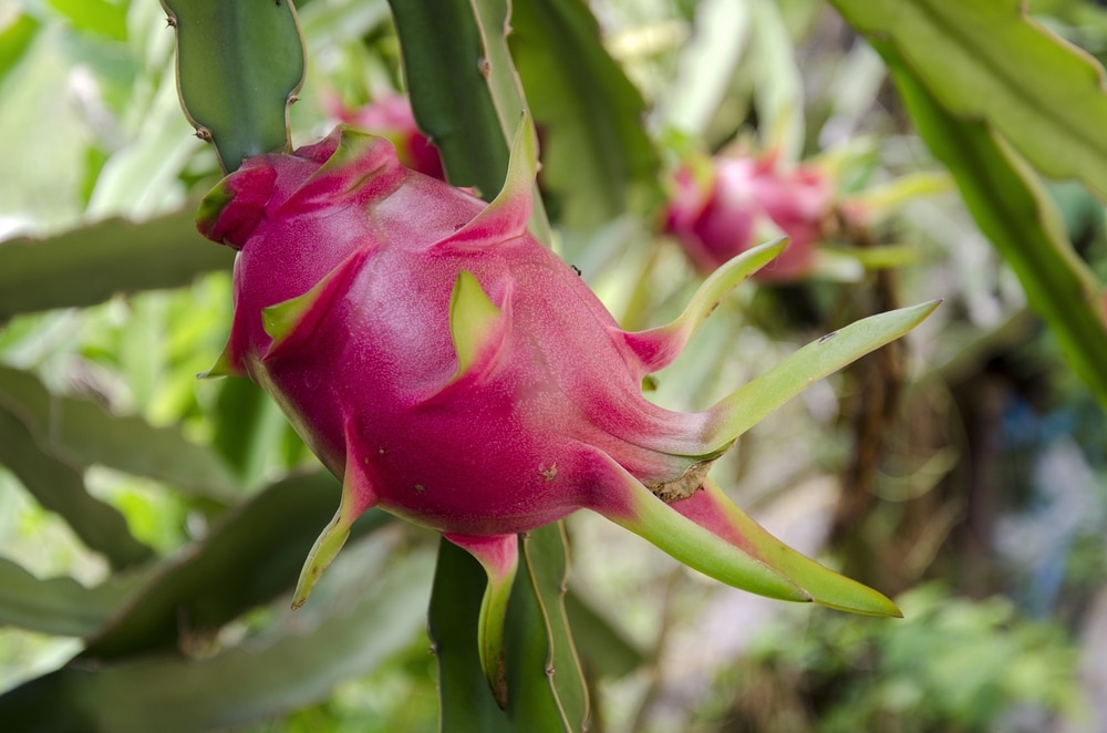 Dragon Fruit Plant Care Keeping It Happy Healthy
