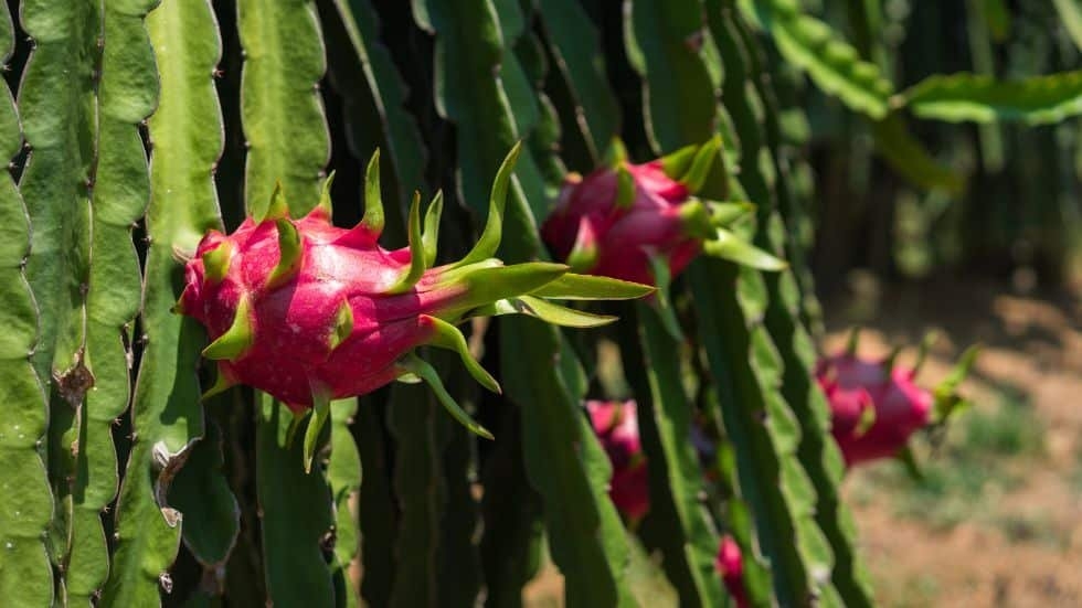 Dragon Fruit Plant De Orchids