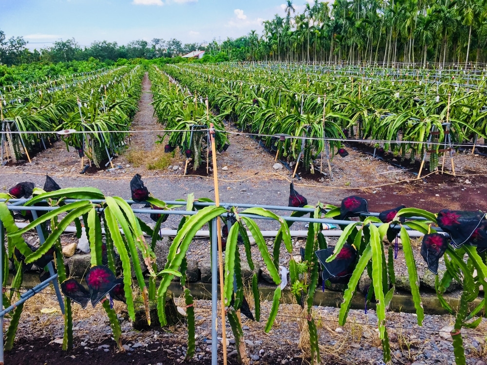 Dragon Fruit Trellis Top Structure Tips Ideas