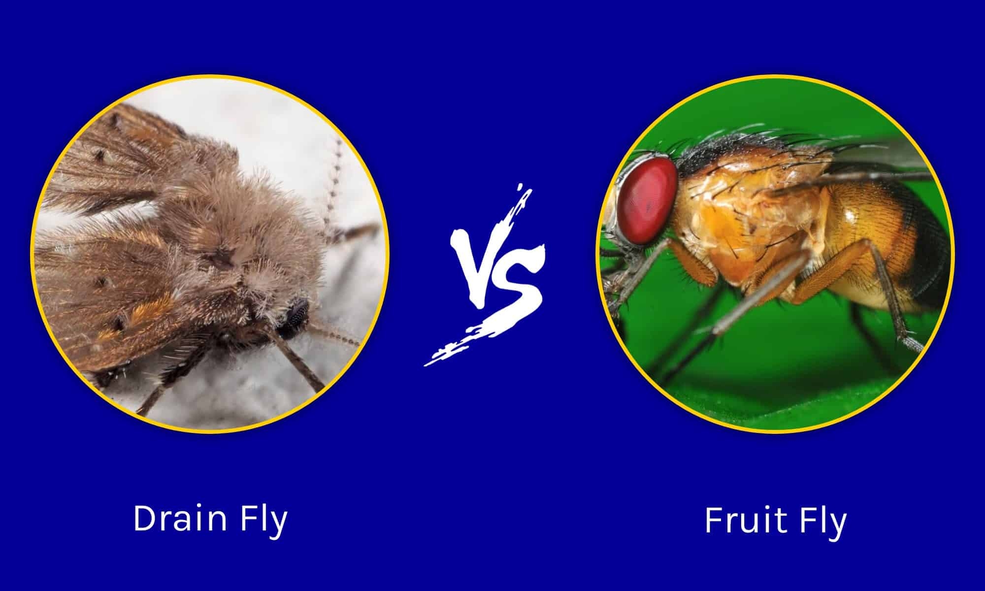 flea vs fruit fly pictures