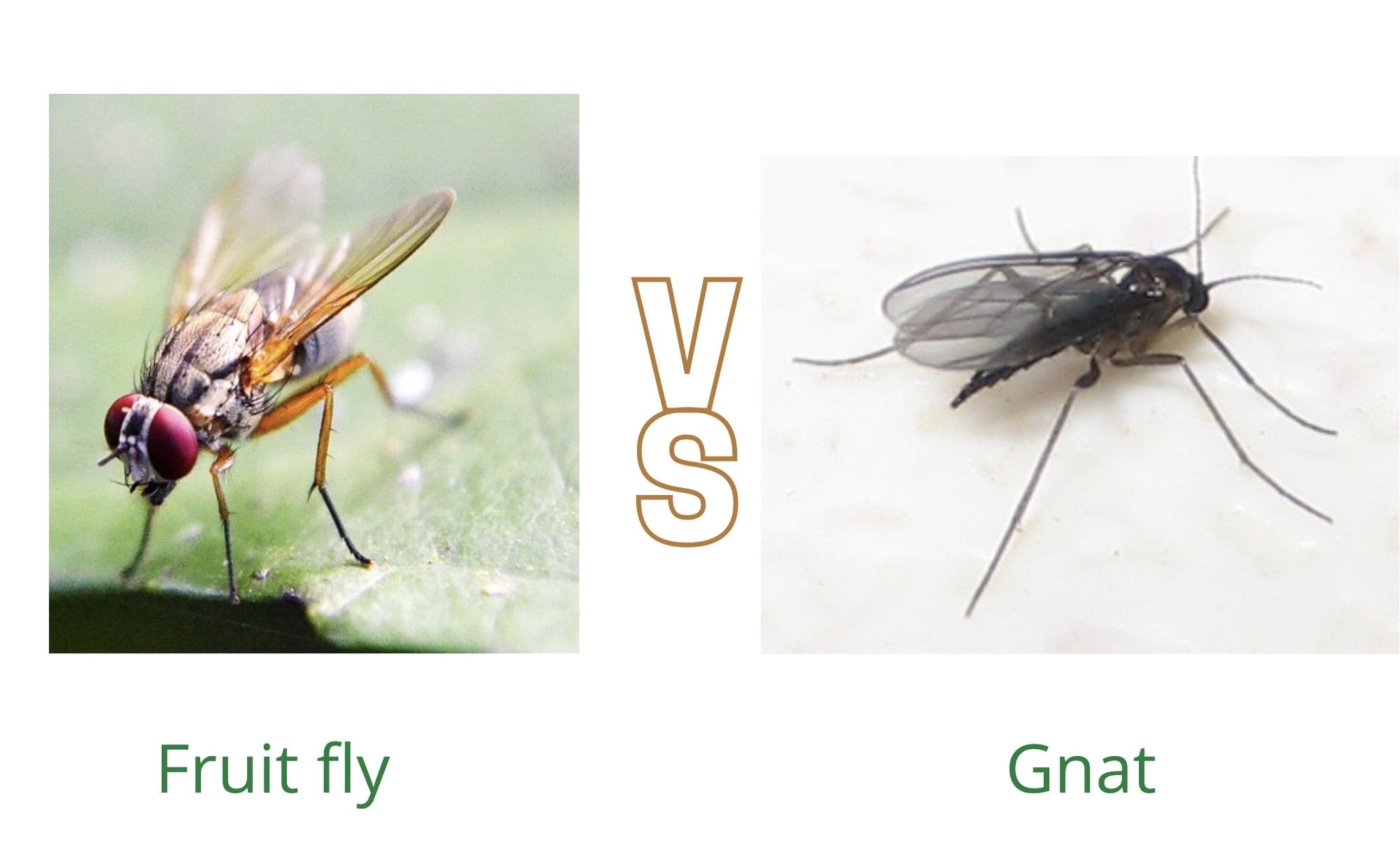 Drain Gnats Vs Fruit Flies Best Drain Photos Primagem Org