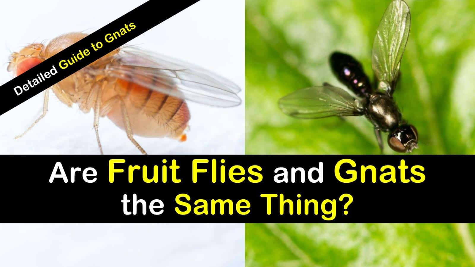 picture of gnats and fruit flies