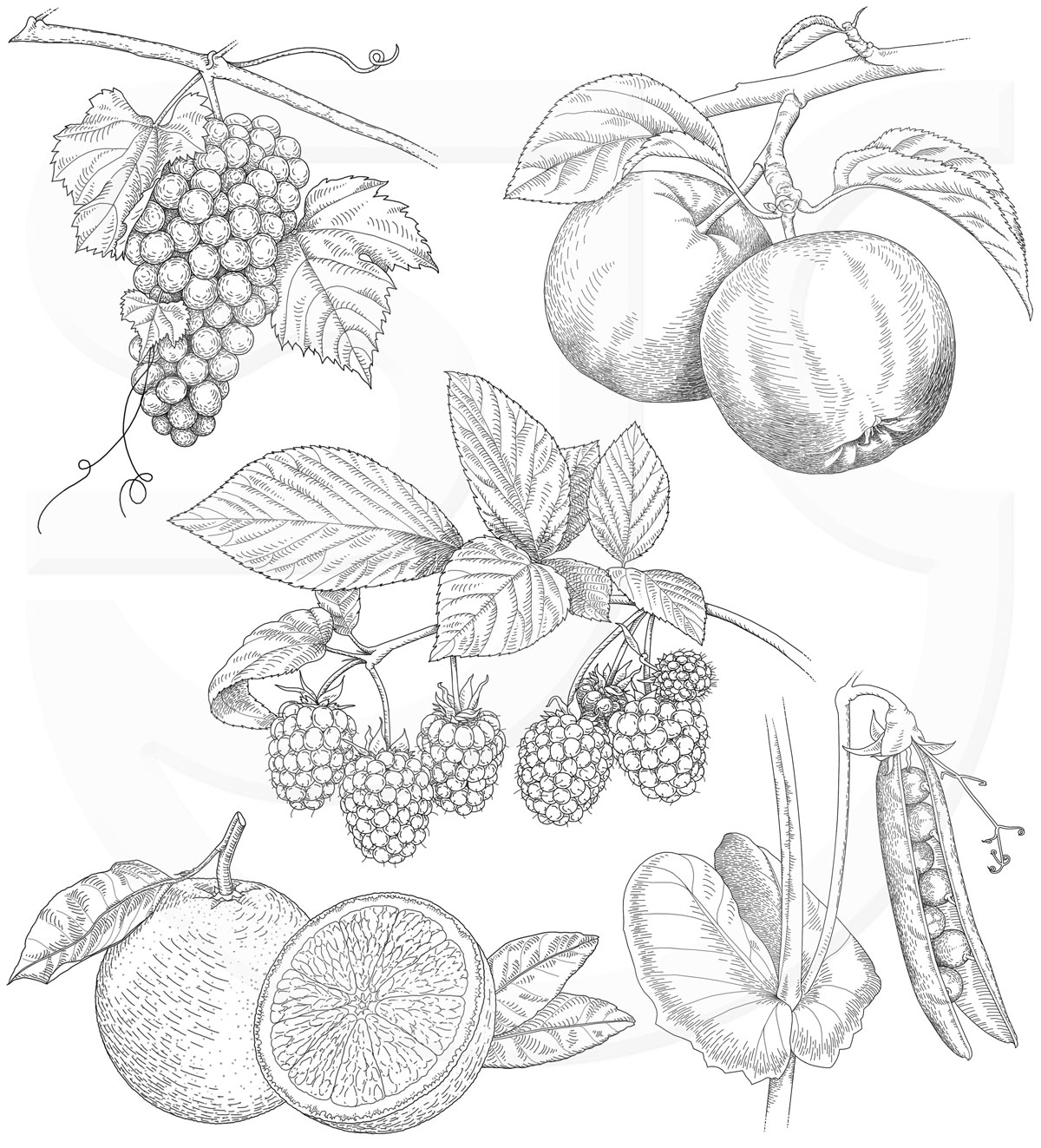 fruits and vegetables pictures drawing