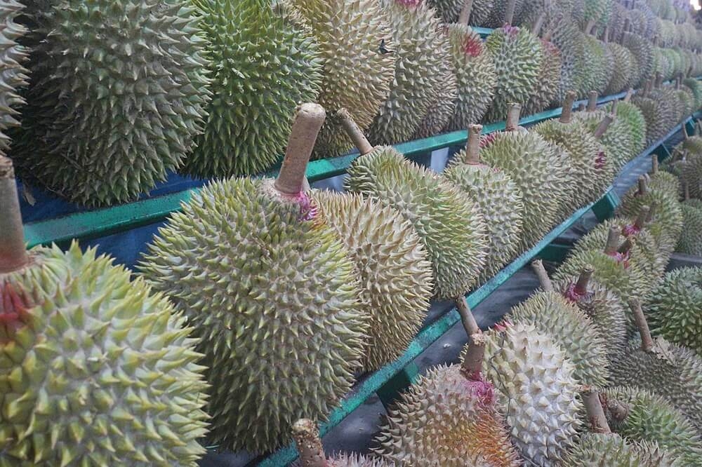 Durian Fruit Adventuring Foodie
