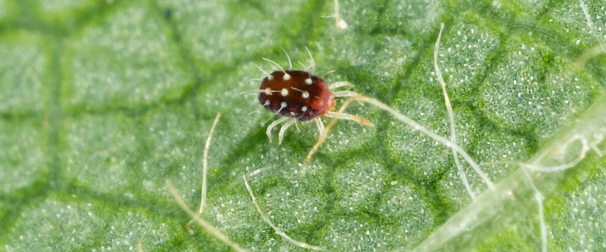 European Red Mite BioBee
