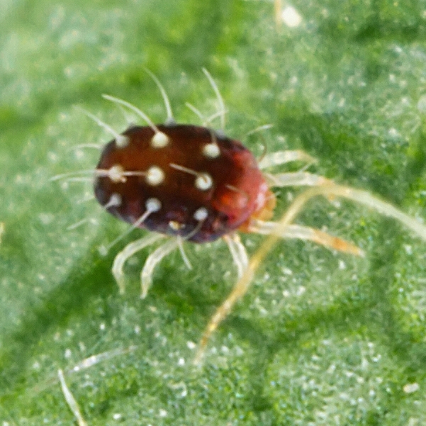 European Red Mite BioBee