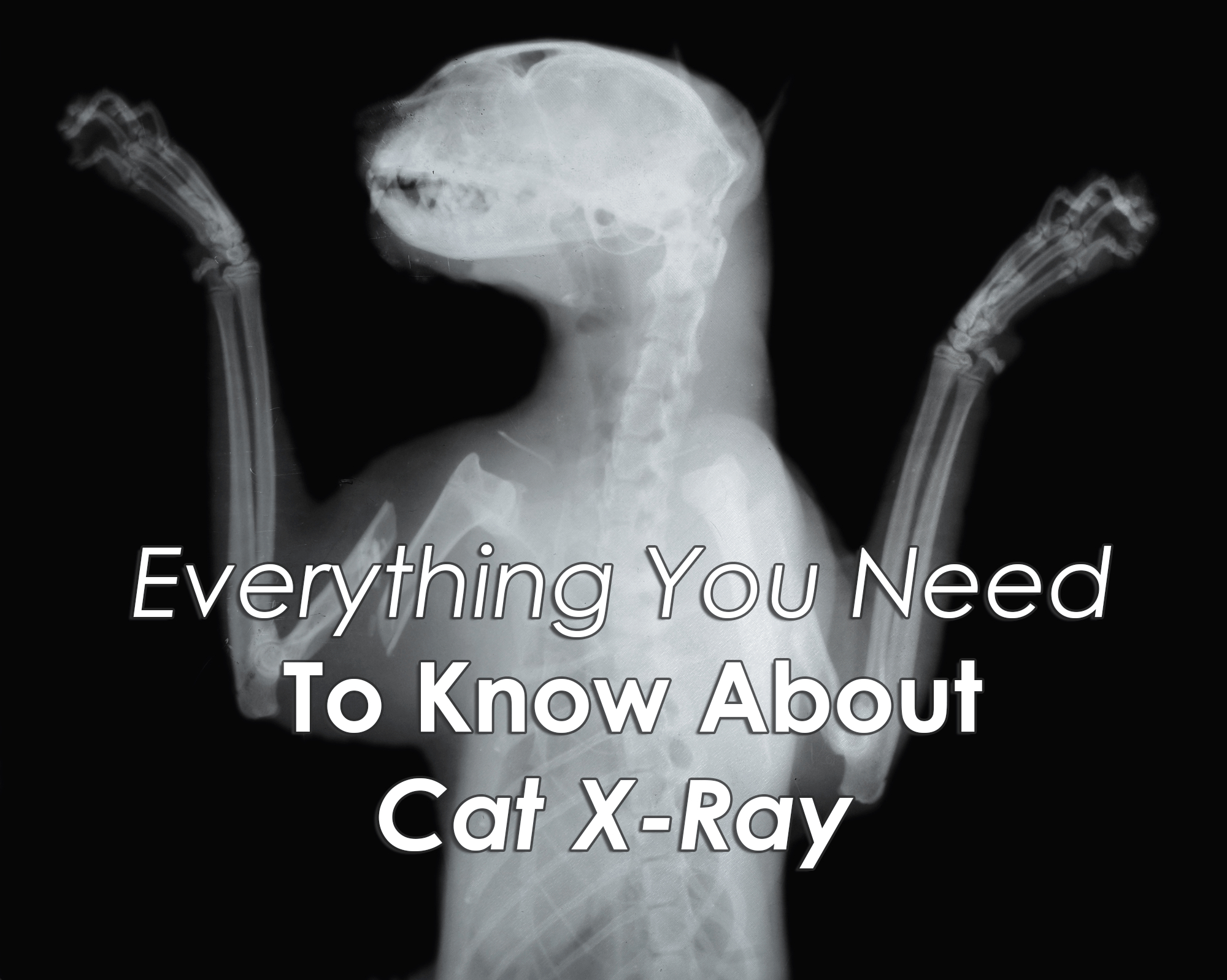 Everything You Need To Know About Cat X Ray Free Printable Animal X 