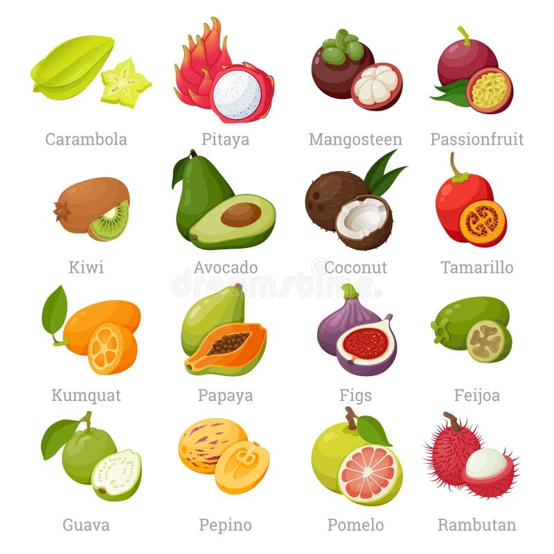Exotic Tropical Fruits Set With Names Stock Vector Illustration Of 