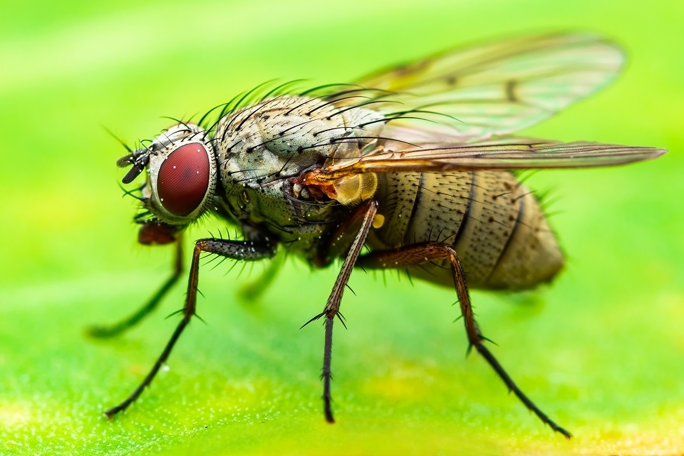 FAU Tolerance To Stress Is A Trade off As Fruit Flies Age