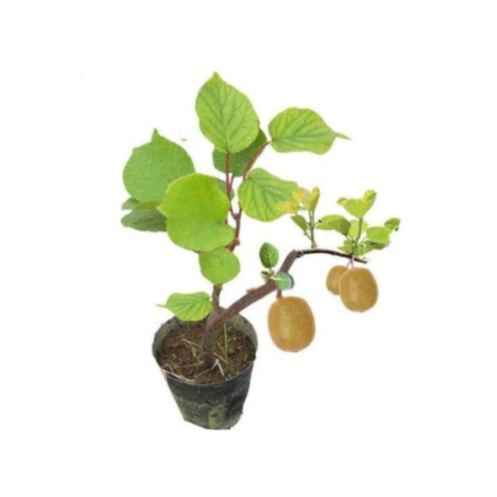 Female Kiwi Fruit Plant Fruit Plant Village Organic Products