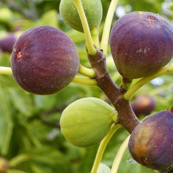 fig fruit tree picture