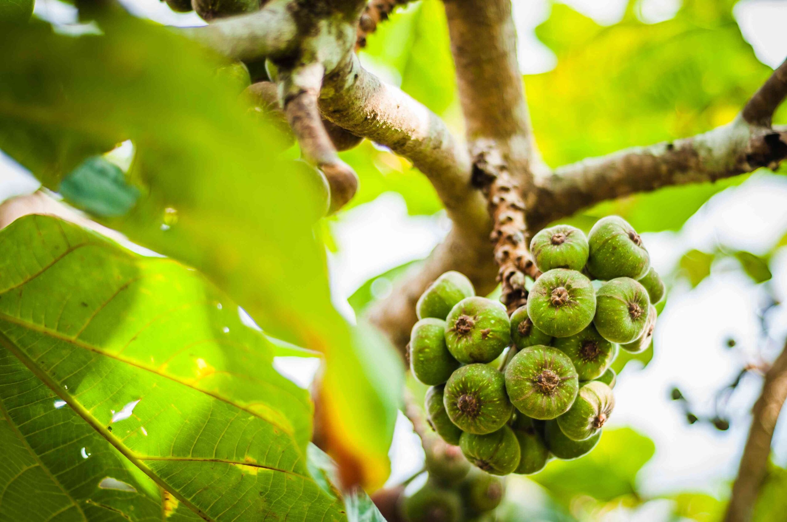 Fig Tree Fruiting Hot Sex Picture