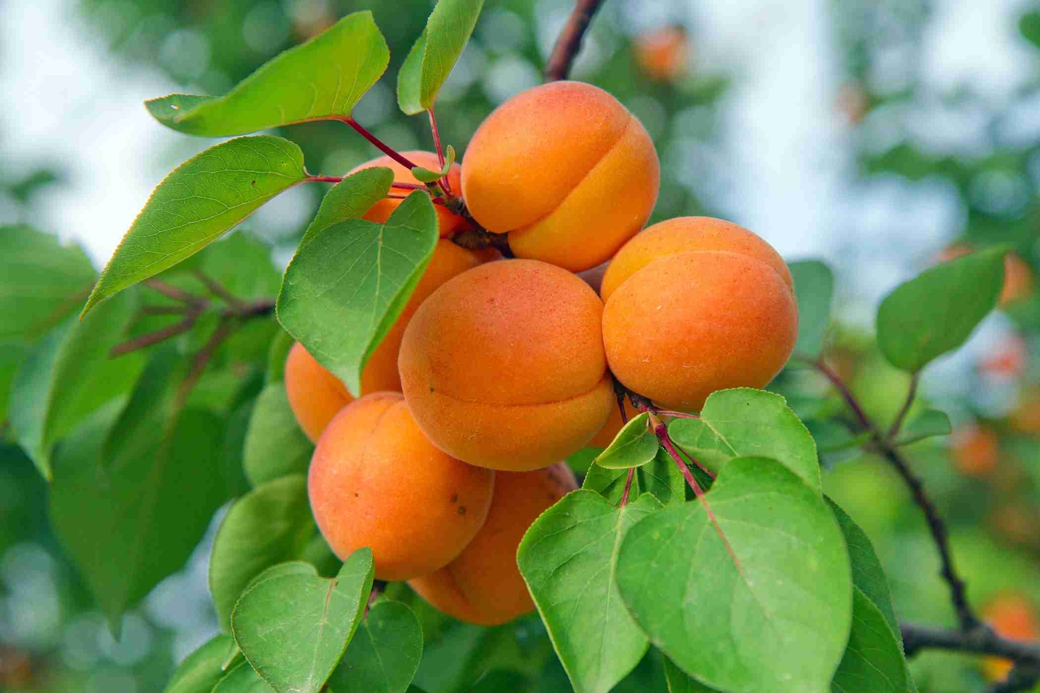 picture of apricot fruit