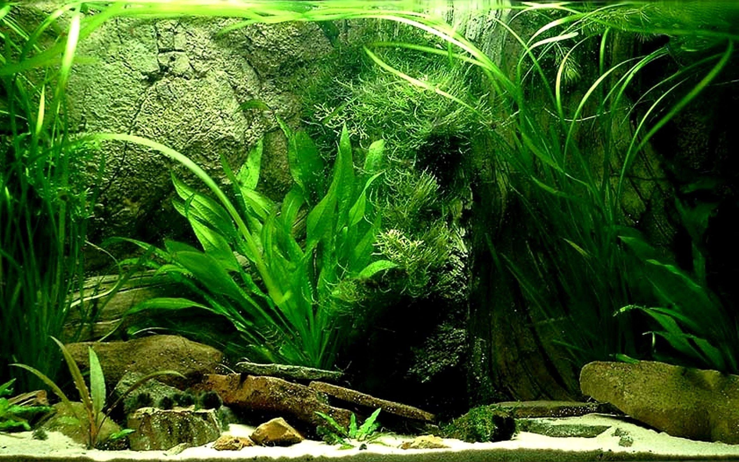 Fish Tank Background Printable