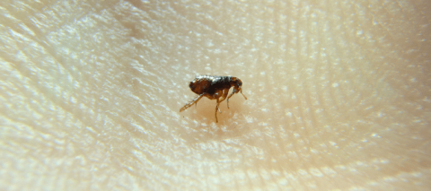 Flea VS Fruit Fly Know Your Enemies Trappify
