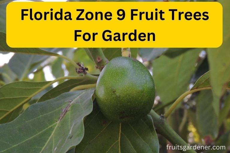 Florida Zone 9 Fruit Trees For Garden 8 Easiest Options
