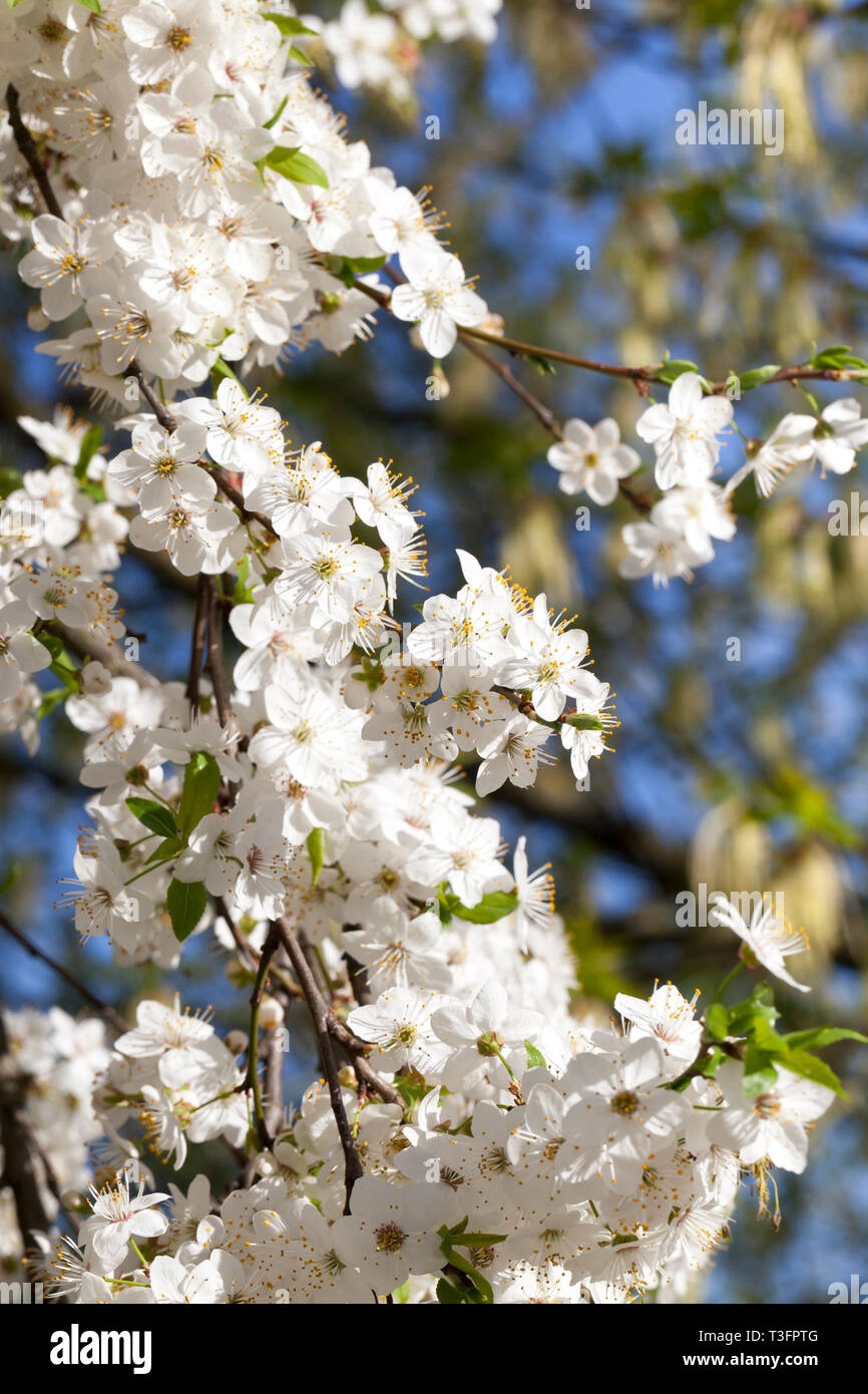 Flowering Fruit Trees Stock Photo Alamy